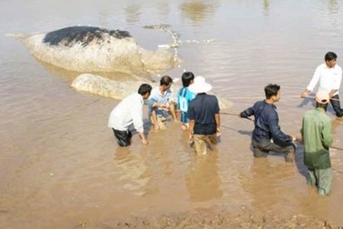 Phát hiện cá ông nặng 15 tấn chết trôi 