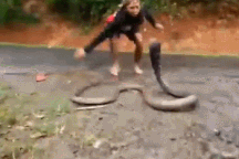 Clip "cô gái tay không khuất phục rắn hổ mang cực độc" gây sốt tuần qua