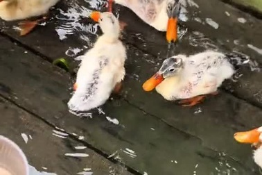 Khách Tây bỏ tiền triệu đi bắt cá bằng nơm ở Ninh Bình, có vịt massage chân