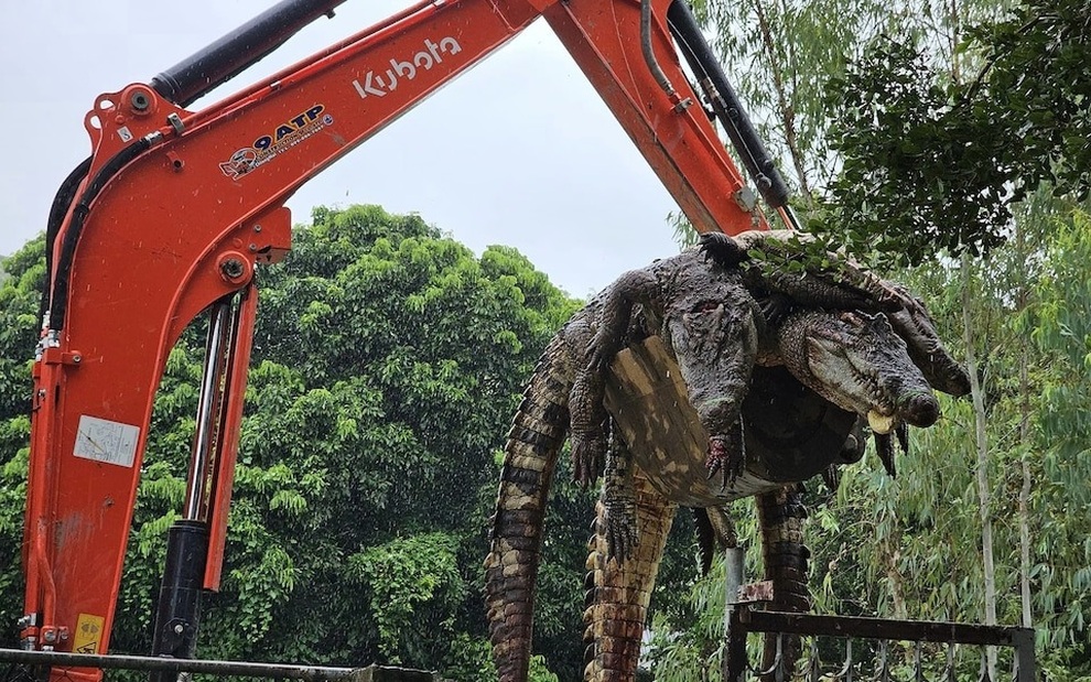Chủ trang trại giết 125 con cá sấu sau siêu bão, ngăn tấn công hàng xóm - 1 Chủ trang trại giết 125 con cá sấu sau siêu bão, ngăn tấn công hàng xóm - 1