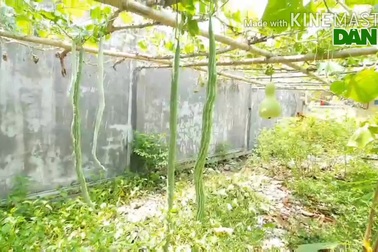 lạ mắt với giống mướp siêu dài