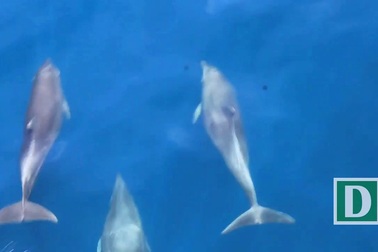 Ngắm hàng trăm con cá heo tung tăng nô đùa trên biển miền Trung