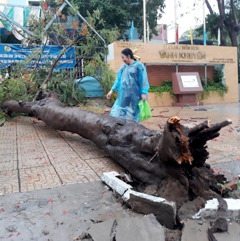 TPHCM: Chi phí chăm sóc cây xanh lớn, trường không có tiền - 2 TPHCM: Chi phí chăm sóc cây xanh lớn, trường không có tiền - 2