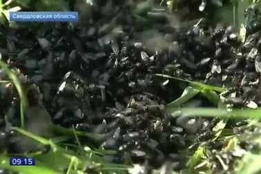 Ngôi làng bị hàng triệu con ruồi bao vây, "cầm tù"