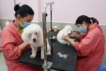 Tết đến đưa thú cưng đi “làm đẹp”, ở “khách sạn” tốn bạc triệu vẫn vui