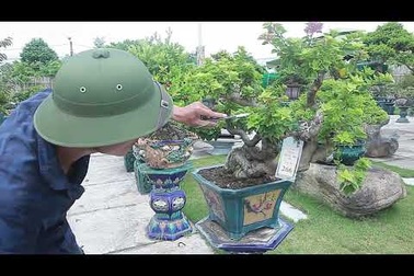 Vườn cây cảnh bonsai hoa, trái 3 miền nổi tiếng Hà thành