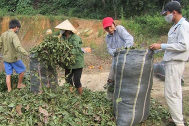 Gom lá cò ke bán qua Trung Quốc