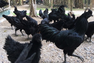 Cận cảnh gà đen mặt quỷ, khách trả 20 triệu đồng cũng không bán