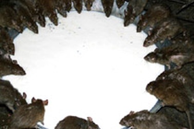 Ngôi đền thờ chuột "chẳng giống ai" ở Ấn Độ