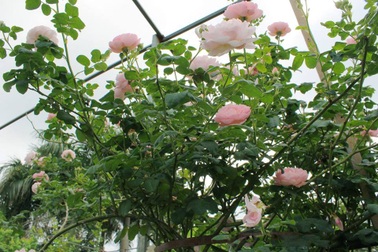 Mãn nhãn vườn hồng cổ 2 vạn gốc quý hiếm bậc nhất Hà Nội