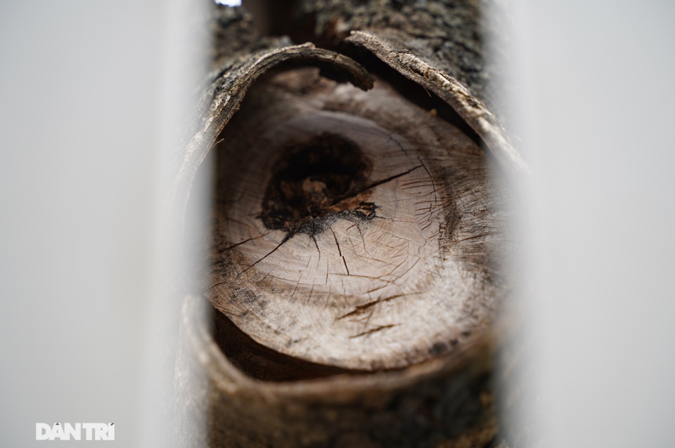 7 cây sưa đỏ quý hiếm trên đường Nguyễn Văn Huyên ở Hà Nội đã chết - 7 7 cây sưa đỏ quý hiếm trên đường Nguyễn Văn Huyên ở Hà Nội đã chết - 7
