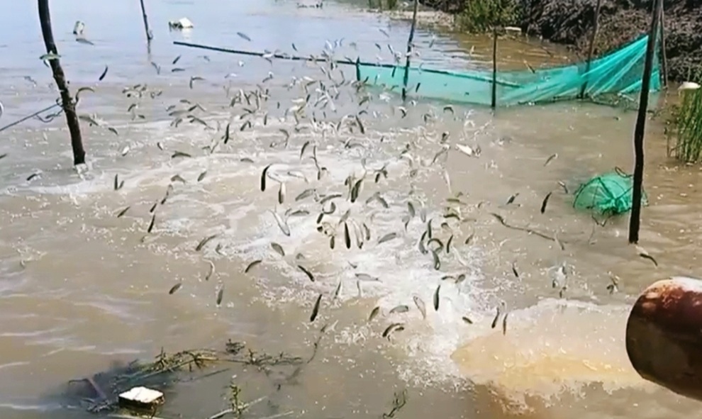 Đã mắt xem cảnh hàng trăm nghìn con cá linh nhảy vào xuồng của nông dân - 1 Đã mắt xem cảnh hàng trăm nghìn con cá linh nhảy vào xuồng của nông dân - 1