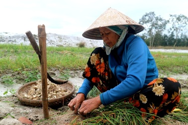 Kiệu rớt giá thê thảm, nông dân chưa thấy Tết