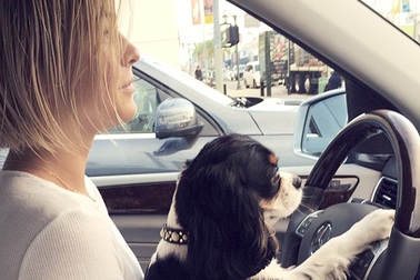 Những “sao” Hollywood nổi tiếng yêu cún cưng