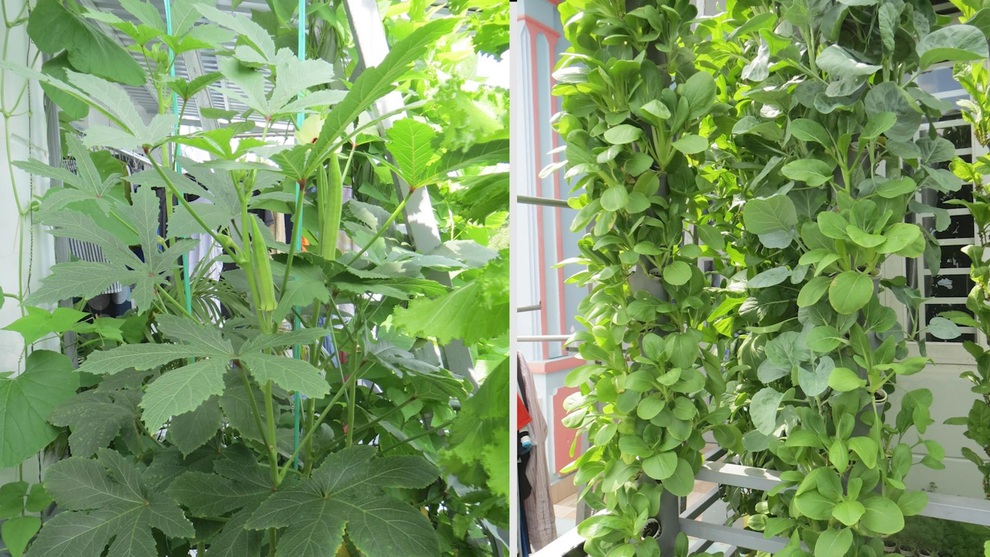 Tận mắt vườn rau thẳng đứng, trồng cây không cần đất tại TPHCM - 5 Tận mắt vườn rau thẳng đứng, trồng cây không cần đất tại TPHCM - 5