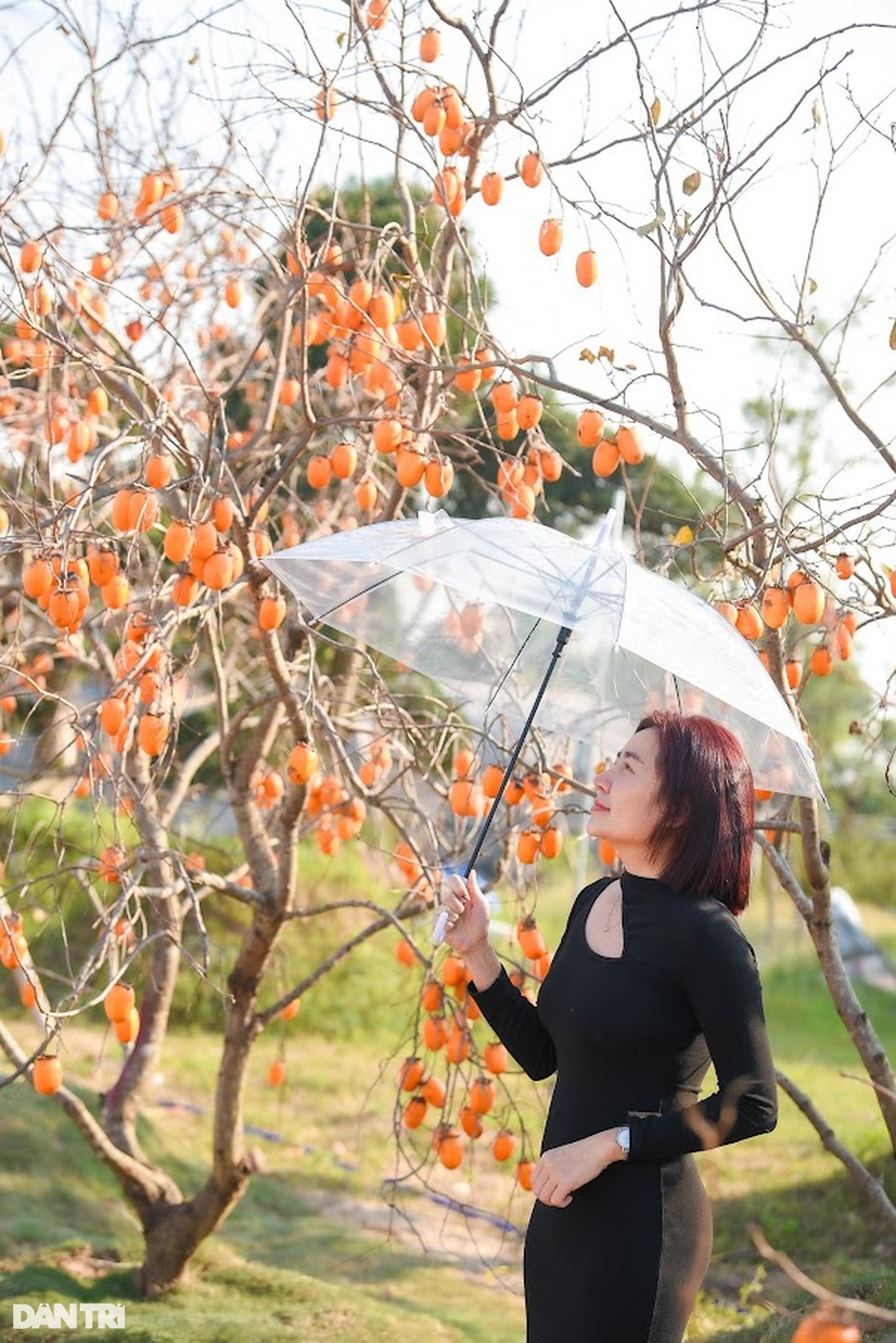 Vườn hồng lúc lỉu, chín rực như Mộc Châu thu nhỏ tại Hà Nội hút khách - 6 Vườn hồng lúc lỉu, chín rực như Mộc Châu thu nhỏ tại Hà Nội hút khách - 6