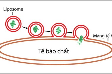 Nano Curcumin – Bảo vệ niêm mạc dạ dày tăng gấp 40 lần
