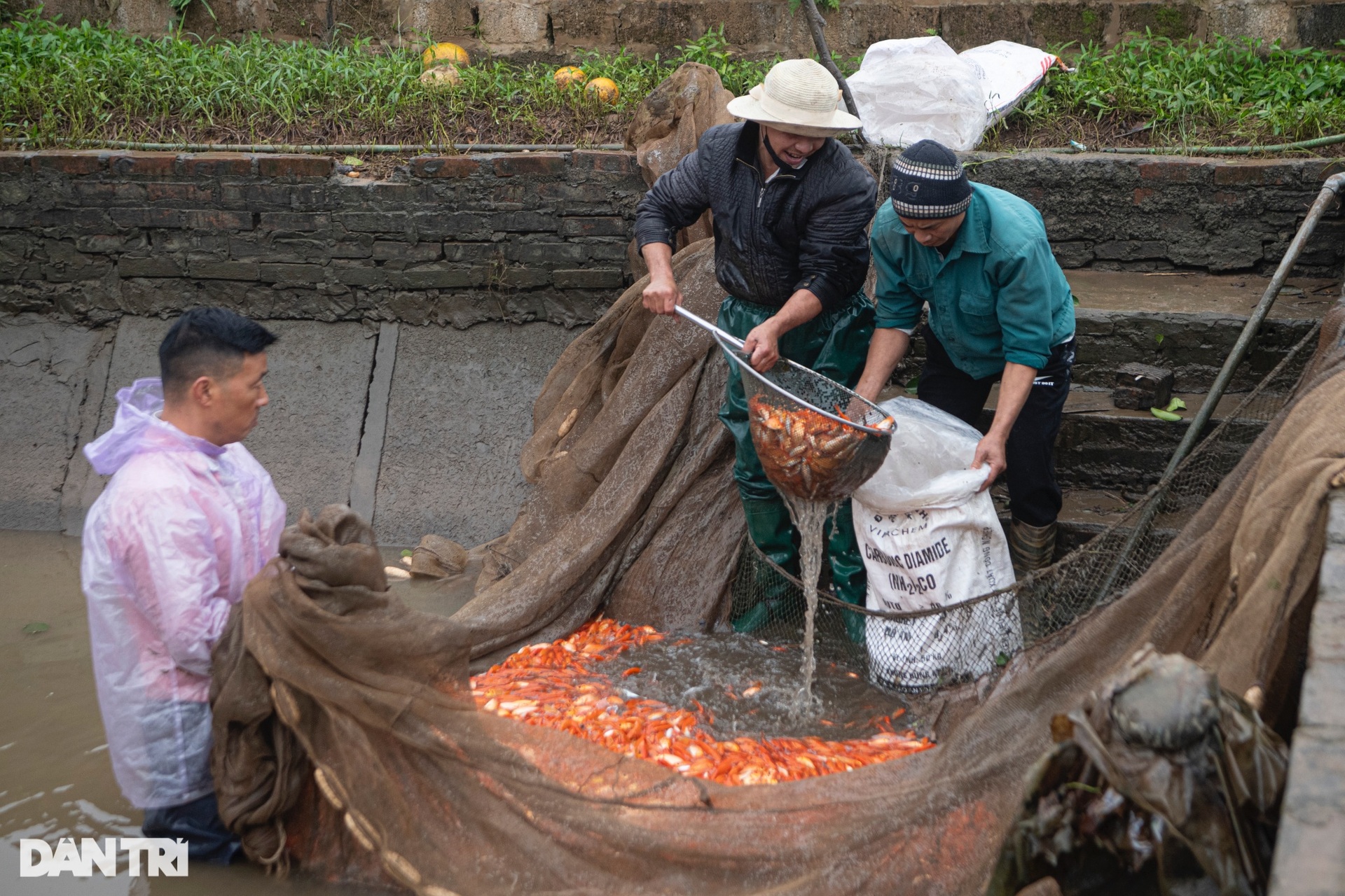 Lội bùn giăng lưới thu hoạch cá chép đỏ trước ngày ông Táo lên chầu trời - 3 Lội bùn giăng lưới thu hoạch cá chép đỏ trước ngày ông Táo lên chầu trời - 3