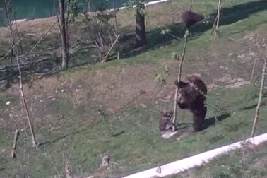 Hài hước clip gấu mẹ giải cứu gấu con