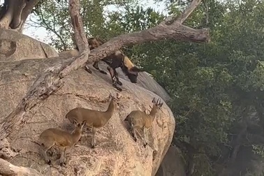 Bị đàn chó dữ bao vây, linh dương bình thản, đứng im một chỗ và cái kết