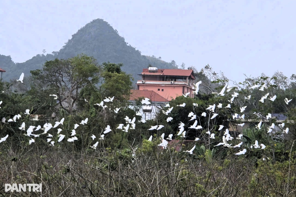 Người đàn ông hơn 20 năm giữ đất cho hàng nghìn con cò - 2