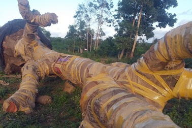 Bị phát hiện, đối tượng vận chuyển cây "quái thú" bỏ lại cây để tháo chạy