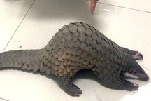 Tạm giữ hình sự một đầu bếp mua tê tê Java làm món ăn cho khách