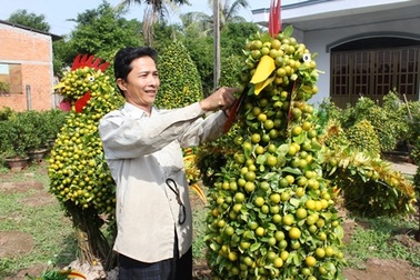 Quất kiểng hình “siêu độc” tất bật chuẩn bị ra chợ Tết