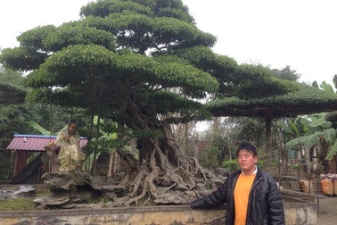 Đại gia cây cảnh Nam Định tiết lộ bí mật khó tin tạo nên &apos;báu vật&apos; tiền tỷ