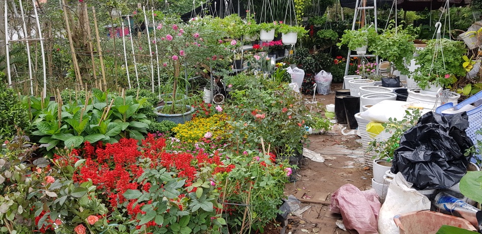 Trồng hơn 8.000 chậu hoa, đôi vợ chồng trẻ kỳ vọng kiếm trăm triệu đồng dịp Tết - 1 Trồng hơn 8.000 chậu hoa, đôi vợ chồng trẻ kỳ vọng kiếm trăm triệu đồng dịp Tết - 1