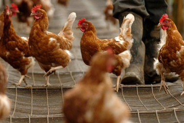 Việt Nam phát hiện ca mắc cúm A(H9) đầu tiên