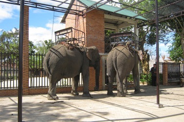 Vụ án “trộm lông đuôi voi”: Yêu cầu định giá lại