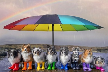 Nhờ 7 chú chó “thần tài”, một hòn đảo hẻo lánh bỗng có tên trên bản đồ du lịch