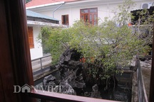 Cây sanh “siêu độc” được trả giá 14 tỷ đồng vẫn không bán