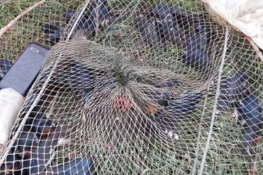 Tiếng khóc chim Én