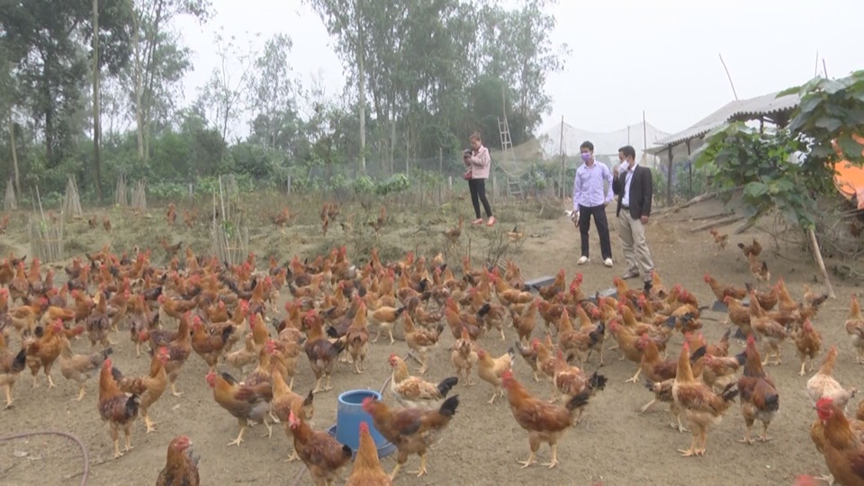 Mô hình chăn nuôi gà cho thu nhập cao ở huyện nghèo - 3 Mô hình chăn nuôi gà cho thu nhập cao ở huyện nghèo - 3