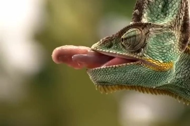 Cận cảnh màn săn mồi bằng lưỡi của tắc kè hoa