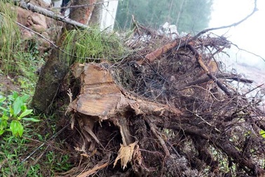 Nhiều sai phạm tại các ban quản lý rừng phòng hộ ở Nghệ An