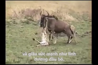 Anh em báo săn hợp sức hạ gục linh dương đầu bò mạnh mẽ