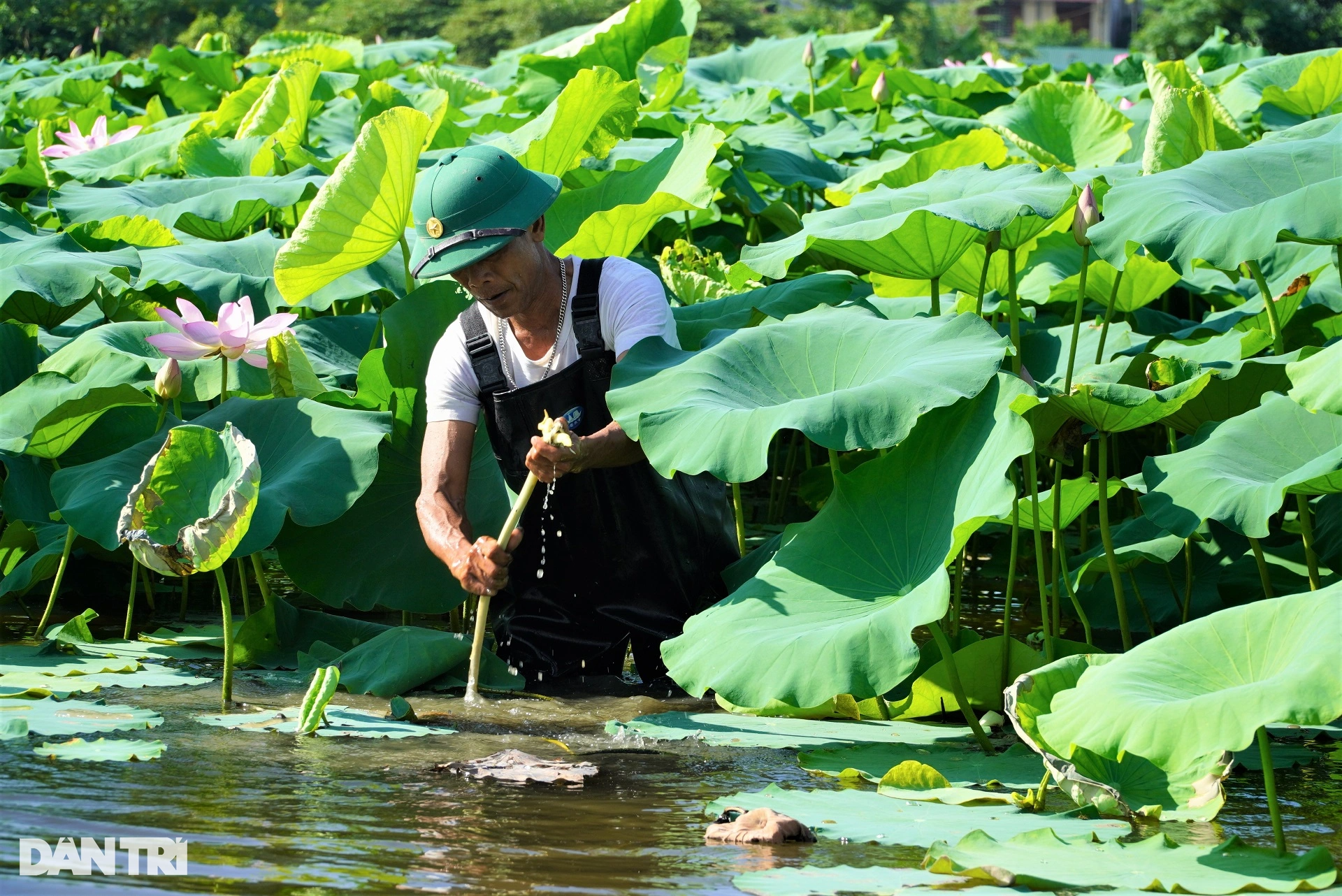 Đặc sản màu trắng sữa, sờ mát lạnh giúp bác nông dân có thu nhập cao - 3