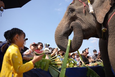Tổ chức Động vật châu Á kêu gọi ngừng cưỡi voi, để voi về rừng