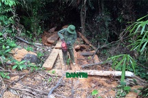 Lâm tặc “đại phẫu” rừng: Giáp mặt lâm tặc!