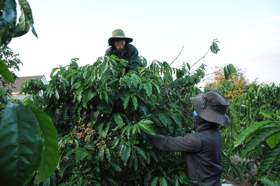 Vất vả mưu sinh bằng nghề hái cà phê thuê ở Tây Nguyên - 6