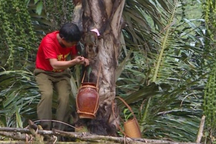 Nghề lạ ở Việt Nam: "Mổ" cây lấy nước ra ngay thứ rượu cay nồng không xỉn