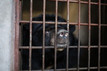 Toàn cảnh chuyến "chuyển khẩu" 9 con gấu từ Bình Dương về Ninh Bình