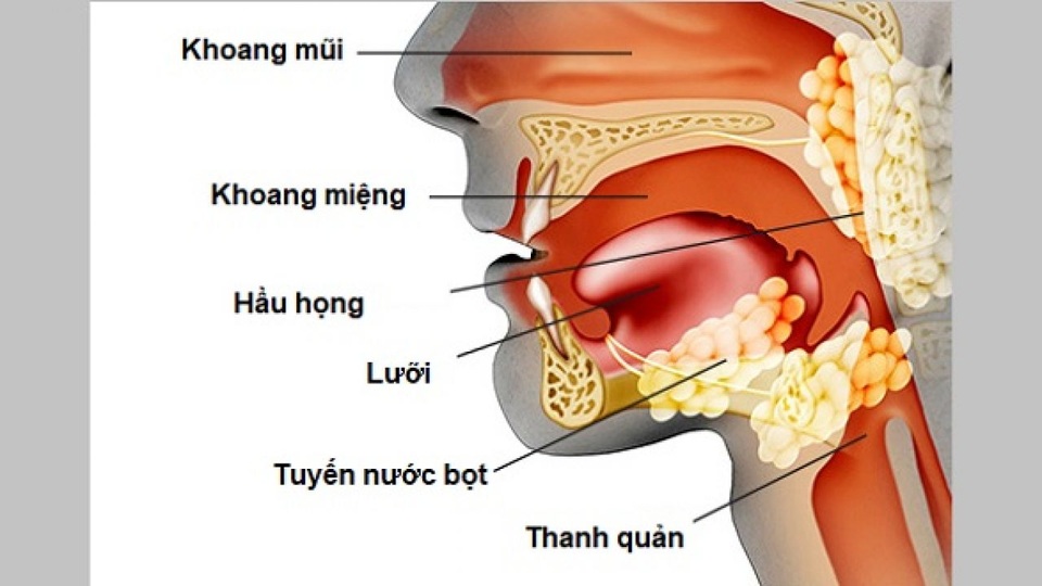 Khoảng 35-75% trong số người bệnh mắc ung thư đầu mặt cổ bị suy dinh dưỡng - 1 Khoảng 35-75% trong số người bệnh mắc ung thư đầu mặt cổ bị suy dinh dưỡng - 1