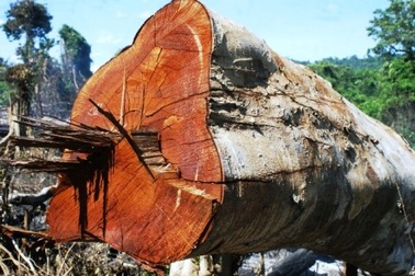 Rừng bị tàn phá gần trạm kiểm lâm