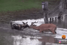 Linh dương tinh quái trốn xuống nước vẫn không thoát khỏi bầy chó hoang