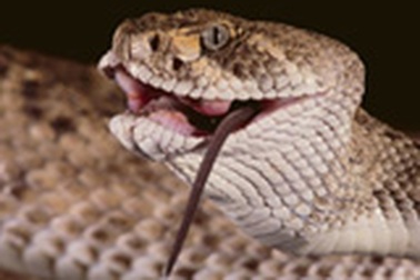 Rắn cắn đúng “chỗ hiểm”