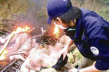 Tiền Giang và Sóc Trăng công bố dịch heo tai xanh 